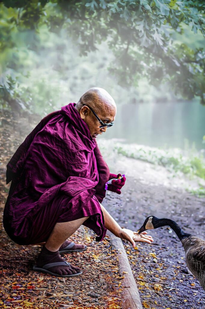 monk, theravada buddhism, bhikkhu-3605316.jpg